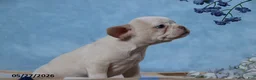 Frenchton dogs for sale: Rosa  - Ad 3