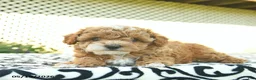 Toy Poodle dogs for sale: Buttercup  - Ad 4