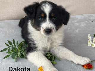 Australian Shepherd dogs - Ad 24