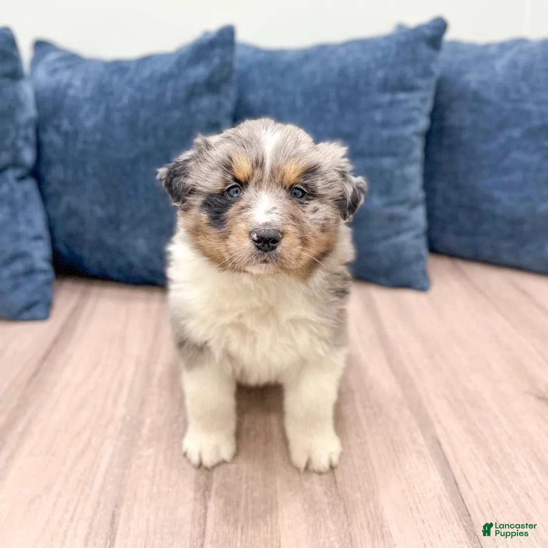Australian Shepherd dogs for sale: Theodore - Ad 1