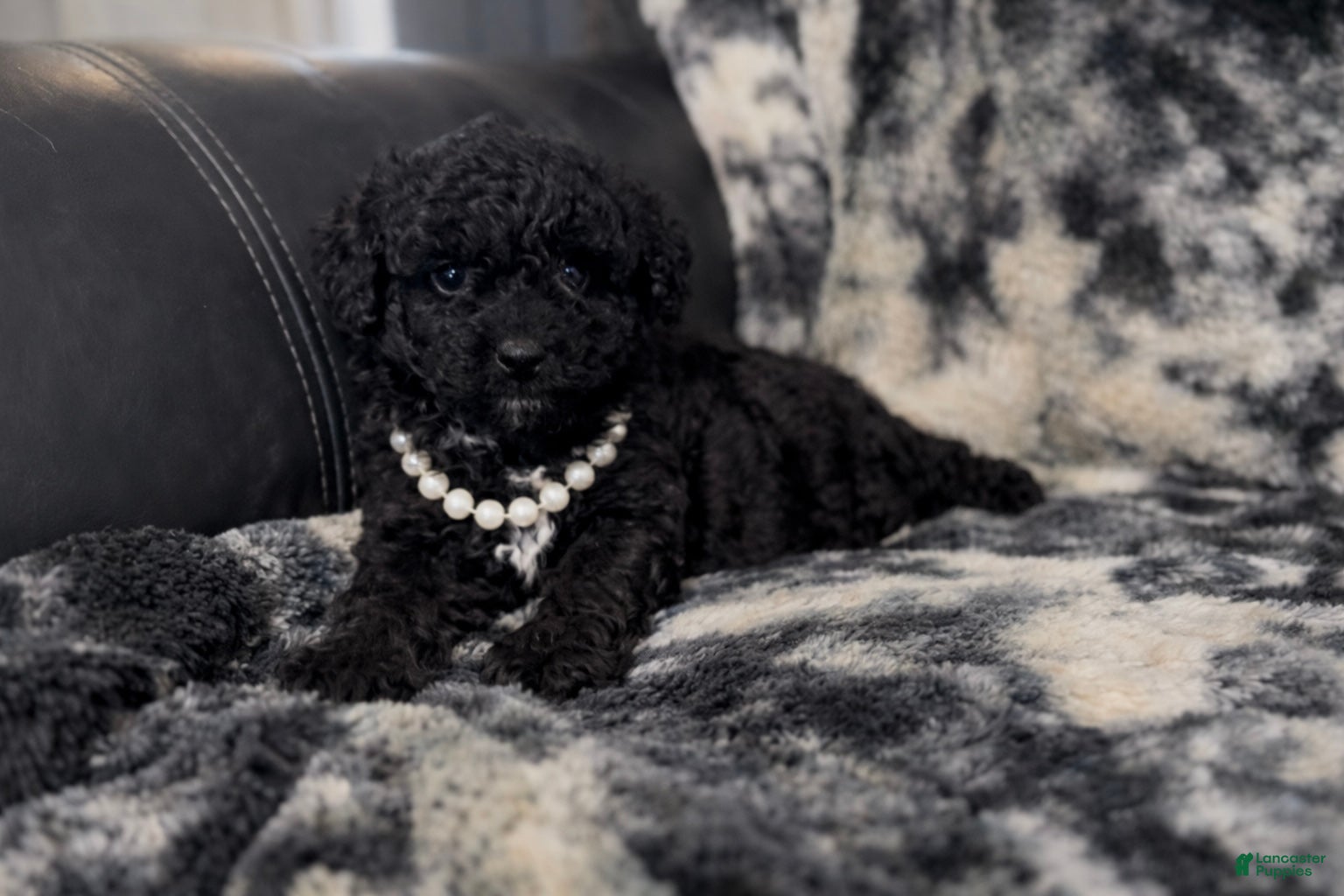Mini Aussiedoodle dogs Bean - Ad 9