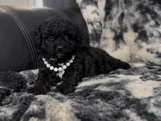 Mini Aussiedoodle dogs Bean - Ad 9