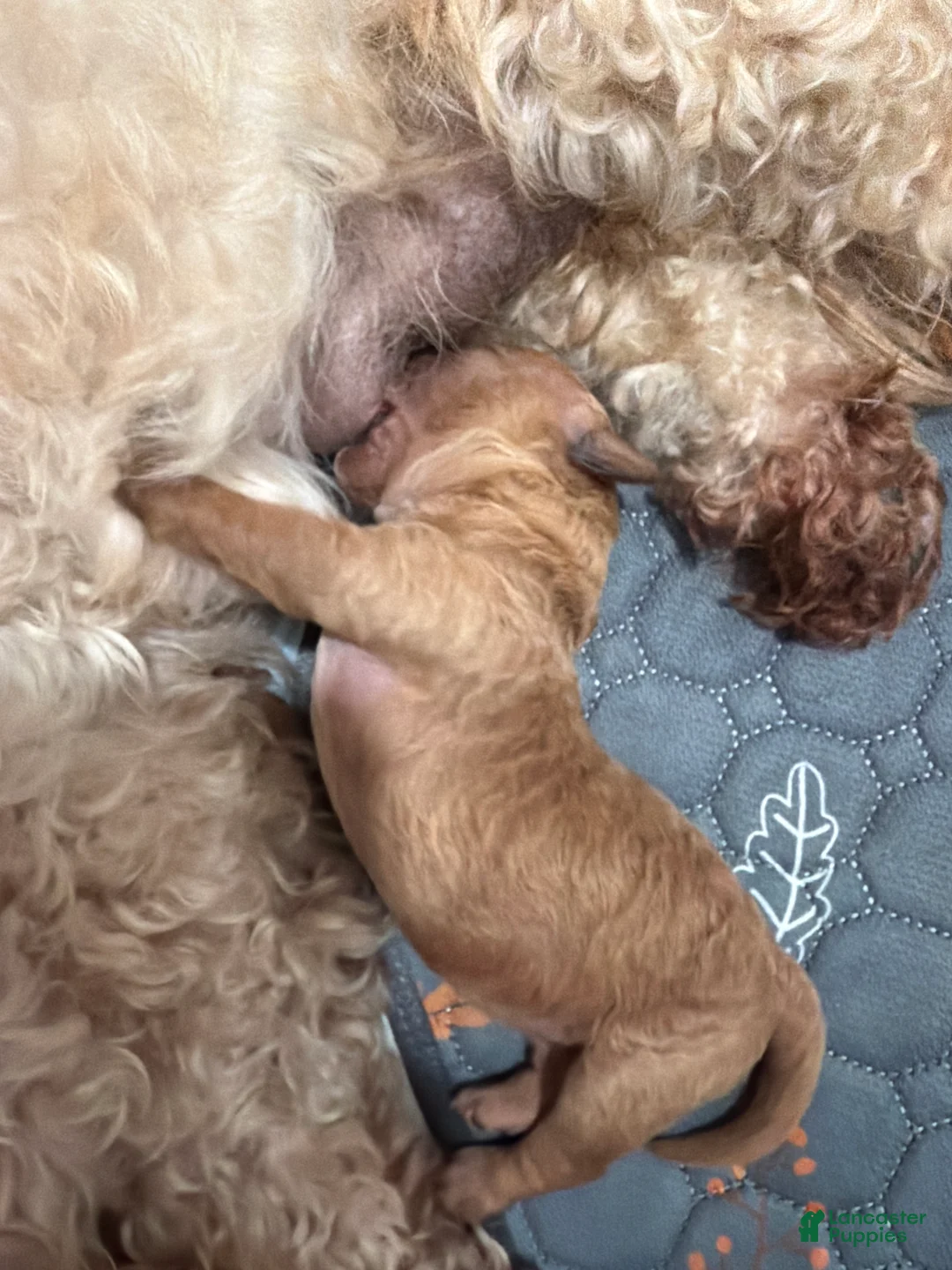 Mini Goldendoodle dogs for sale: Mini Goldendoodle Puppy 4 - Ad 1
