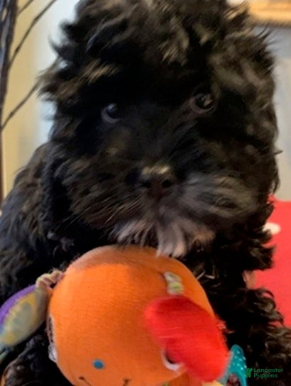 Cockapoo dogs Cockapoo Puppy 2 - Ad 3