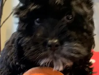 Cockapoo dogs Cockapoo Puppy 2 - Ad 2