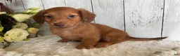 Miniature Dachshund dogs for sale: Lynn - Ad 9