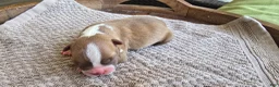 Boston Terrier dogs for sale: Boston Terrier Puppy 1 - Ad 14