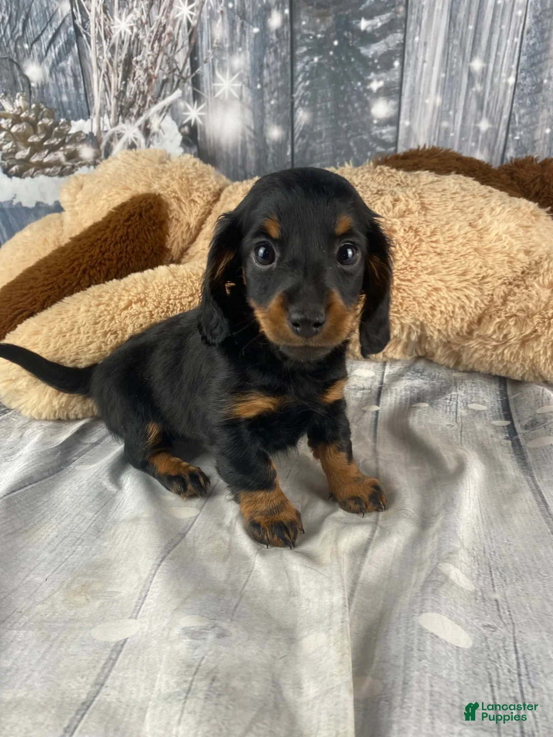 Miniature Dachshund dogs for sale: Willow - Ad 6