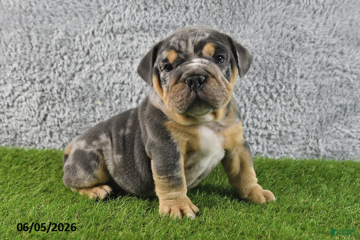 English Bulldog dogs Maverick - Ad 2