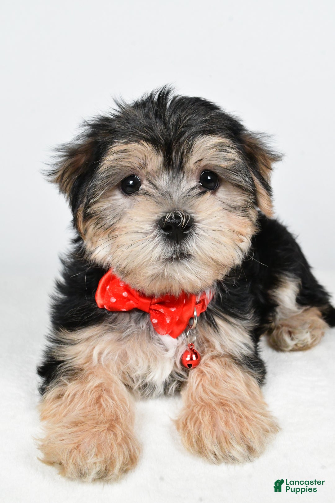 Morkie dogs for sale: Victor - Ad 2