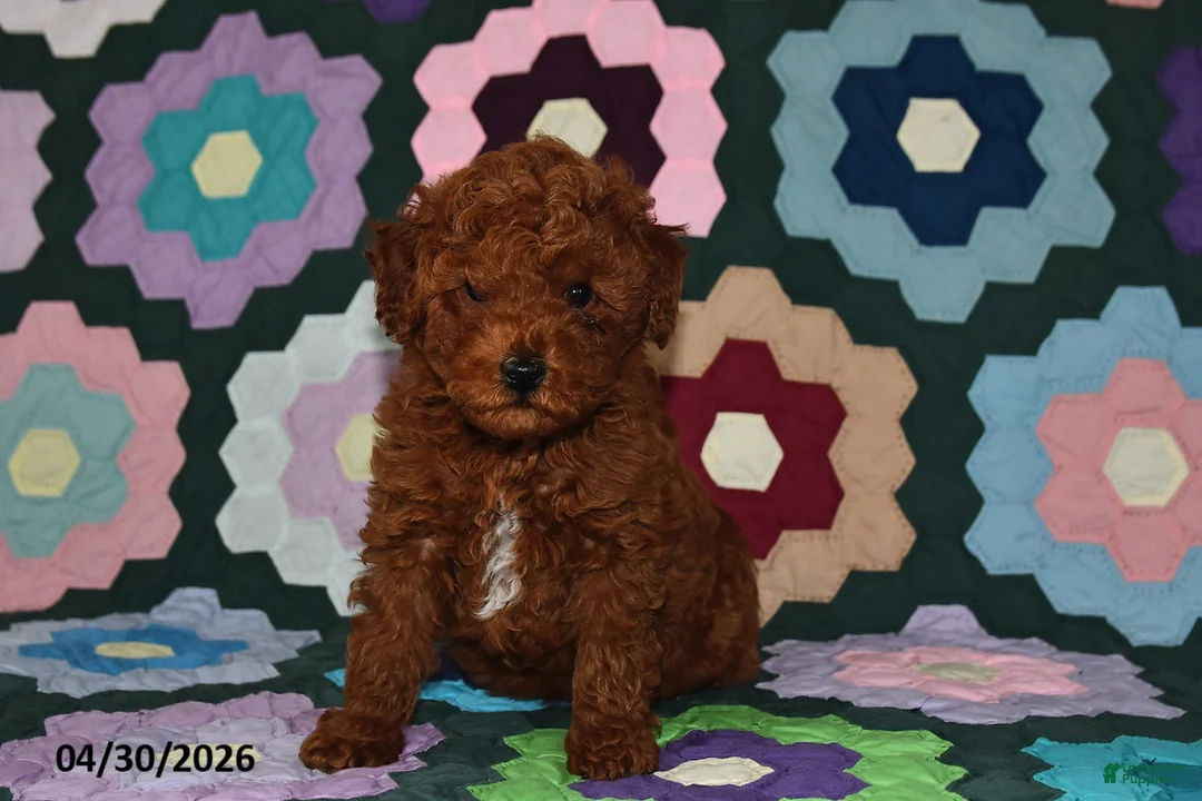 Miniature Poodle dogs for sale: Freddie - Ad 2