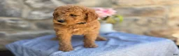 Goldendoodle dogs for sale: Mango - Ad 9