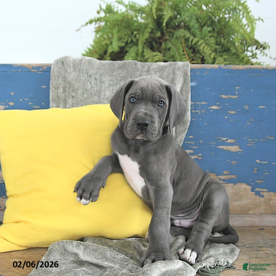 Great Dane dogs Loki - Ad 24