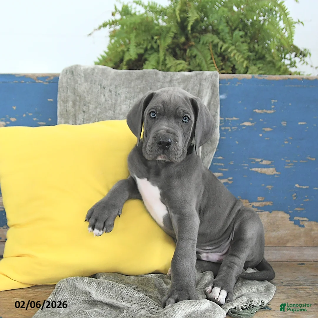 Great Dane dogs for sale: Loki - Ad 1