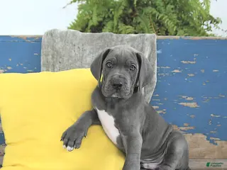 Great Dane dogs Loki - Ad 24