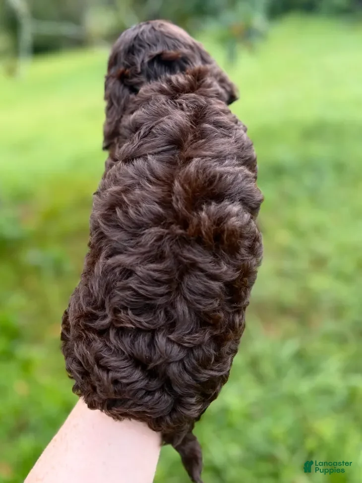 Miniature Labradoodle dogs for sale: Cabernet - Ad 2