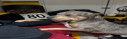 Mixed Breed dogs for sale: flash - Ad 6
