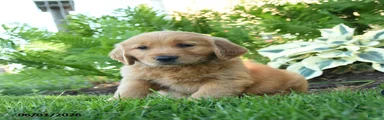 Herbert