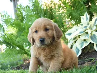 Golden Retriever dogs for sale: Herbert - Ad 1
