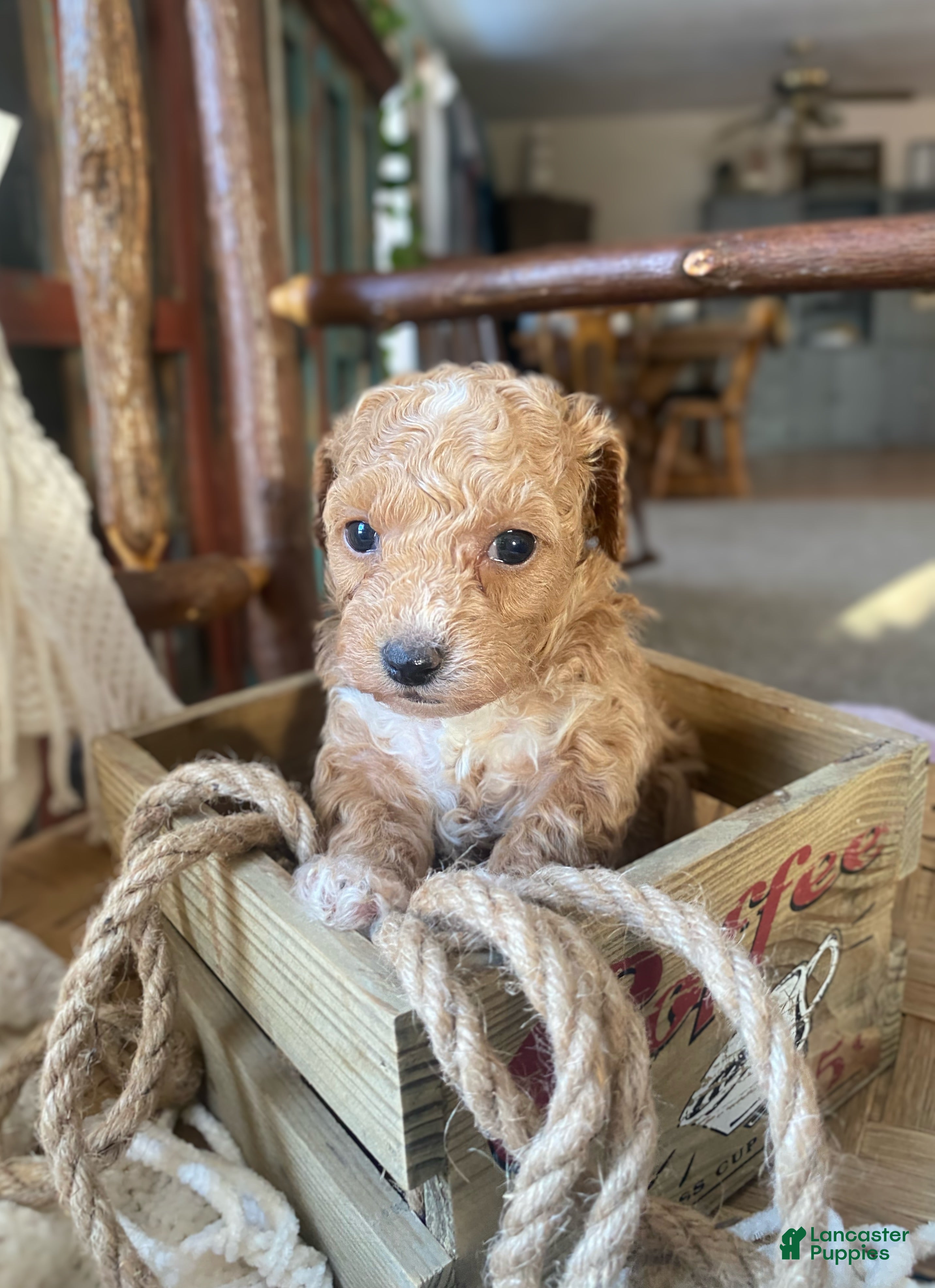 Toy Poodle dogs SWEET ROWAN - Ad 6