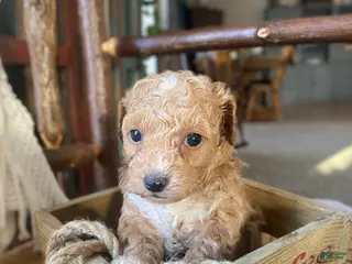 Toy Poodle dogs SWEET ROWAN - Ad 6