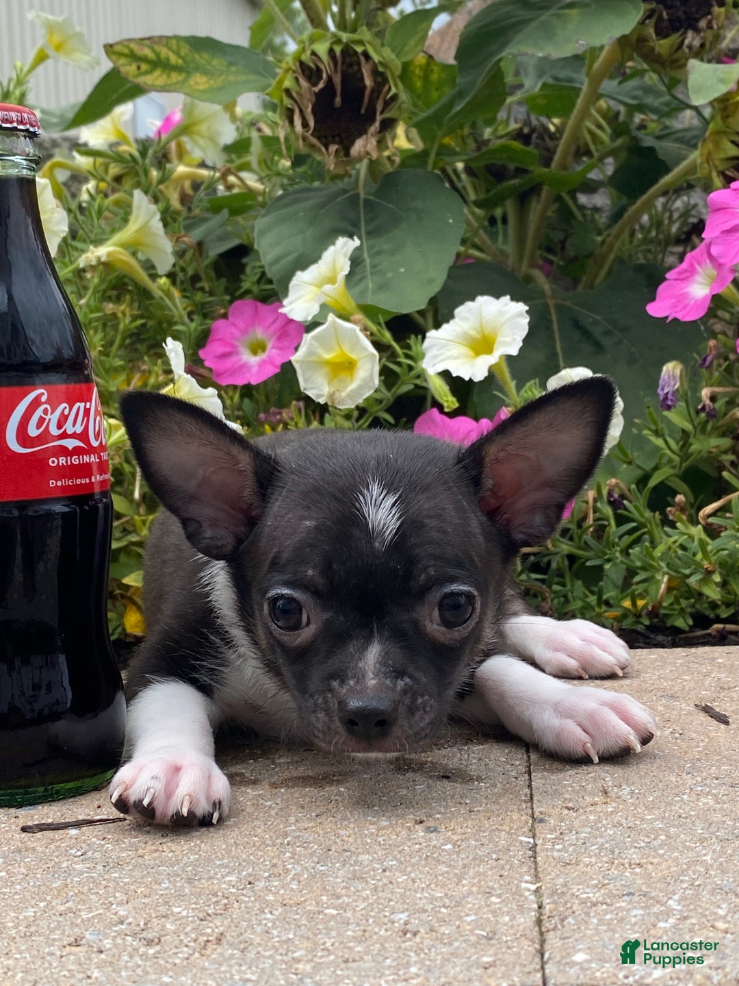 Chihuahua dogs for sale: Flanagan  - Ad 8