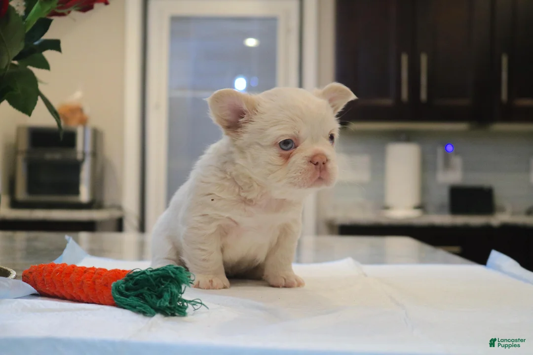French Bulldog dogs for sale: Cotton ball - Ad 4