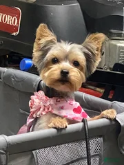 Cookie