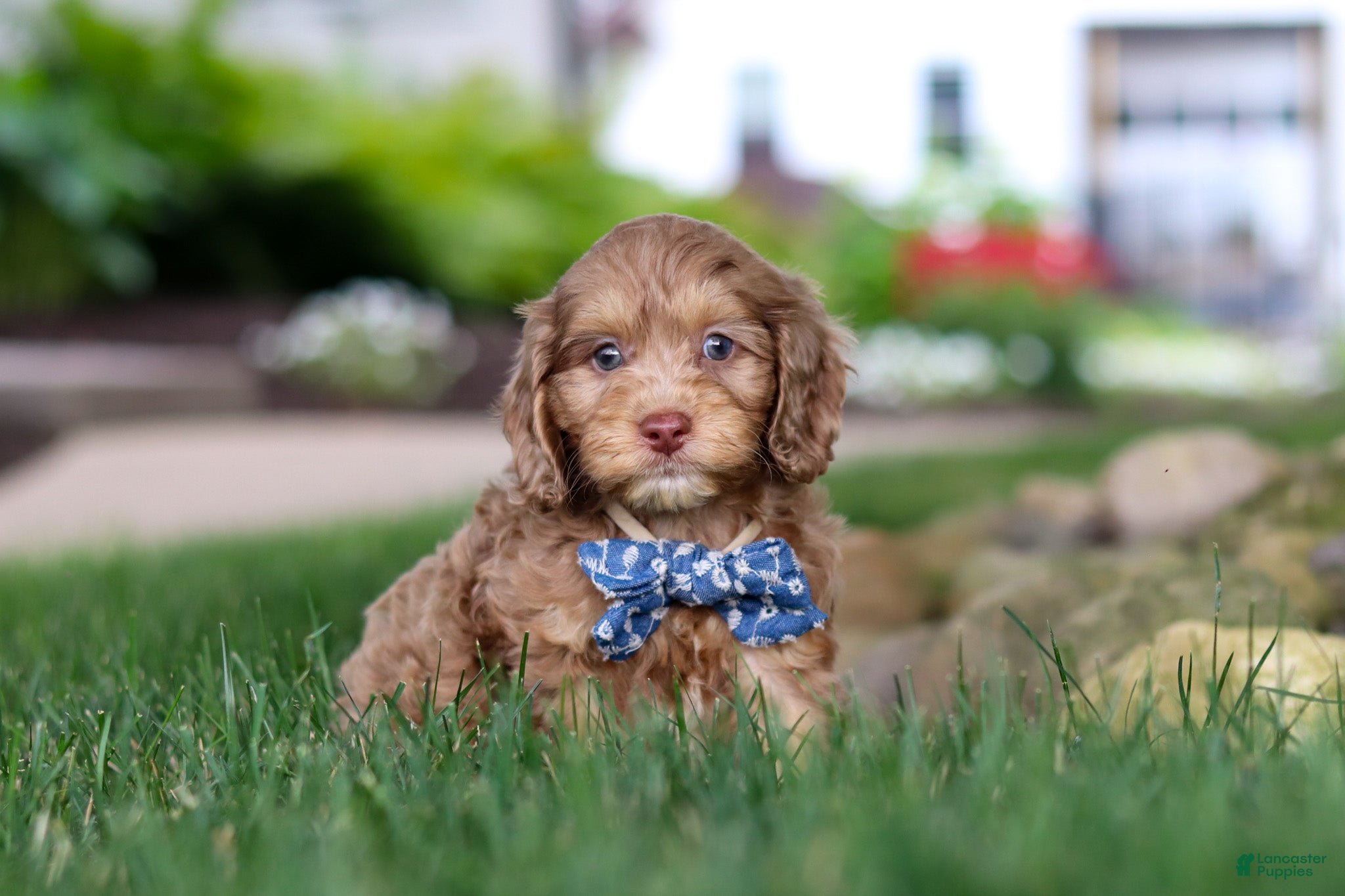 Cockapoo dogs Leo - Ad 2
