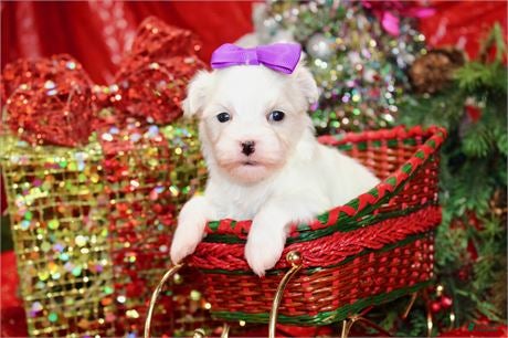 Maltese dogs Maltese Puppy 2 - Ad 16