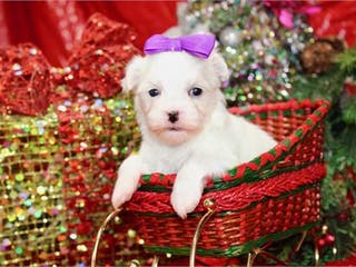 Maltese dogs Maltese Puppy 2 - Ad 16