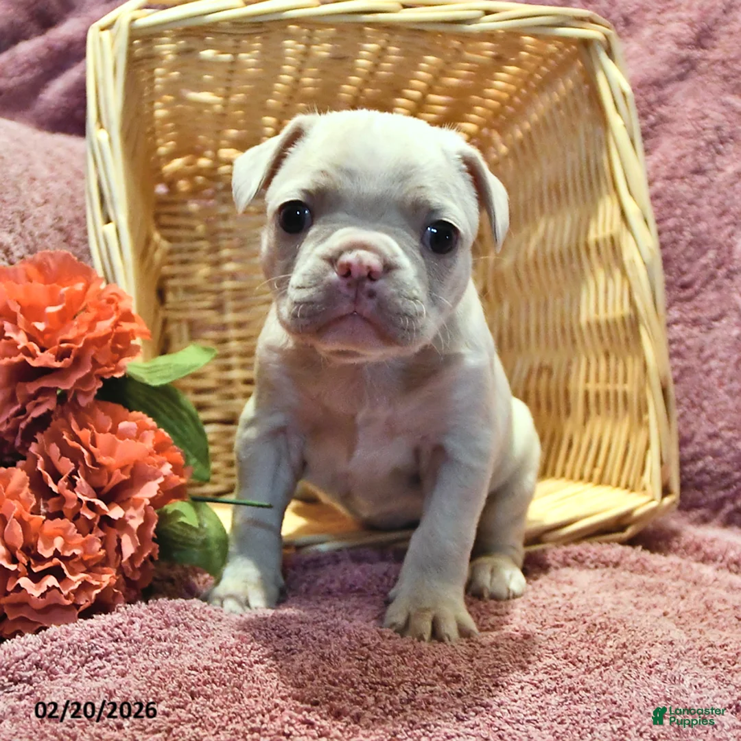 Frenchton dogs for sale: Silky - Ad 4
