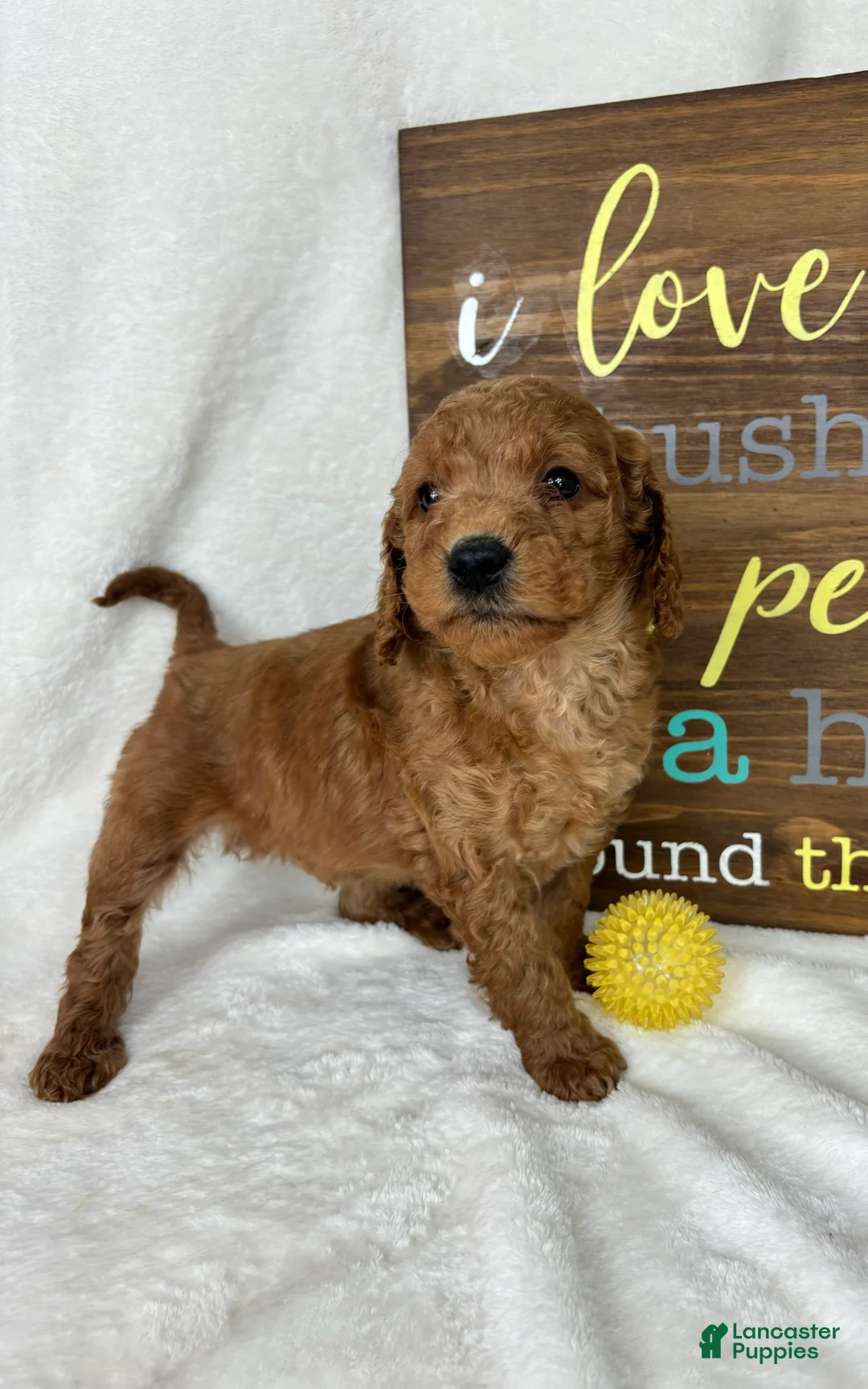 Mini Goldendoodle dogs for sale: Skipper - Ad 1