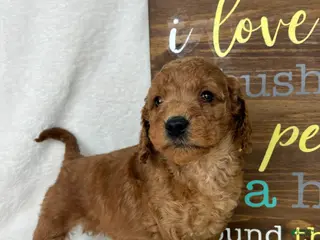 Mini Goldendoodle dogs Skipper - Ad 3