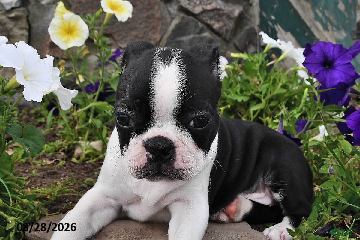 Boston Terrier dogs Sallie  - Ad 2