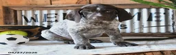 German Shorthaired Pointer dogs for sale: Bandit - Ad 4