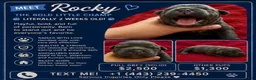 American Bully dogs for sale: American Bully 5 - Ad 2