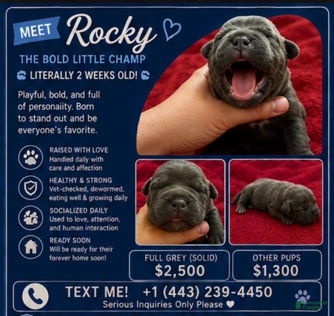 American Bully dogs for sale: American Bully 5 - Ad 2