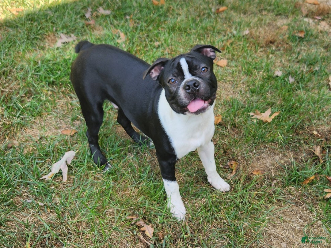 Boston Terrier dogs for sale: Cocoa  - Ad 5