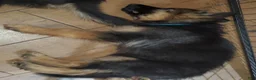 German Shepherd dogs for sale: Bluey - Ad 7