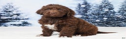 Newfoundland dogs for sale: Ginger - Ad 5