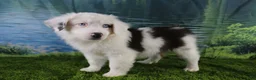 Miniature Australian Shepherd dogs for sale: Irene - Ad 18