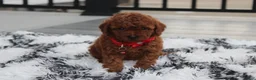 Toy Poodle dogs for sale: Toy PoodleKoda 1 - Ad 10