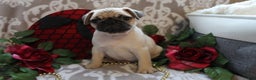 Pug dogs for sale: Casey - Ad 1