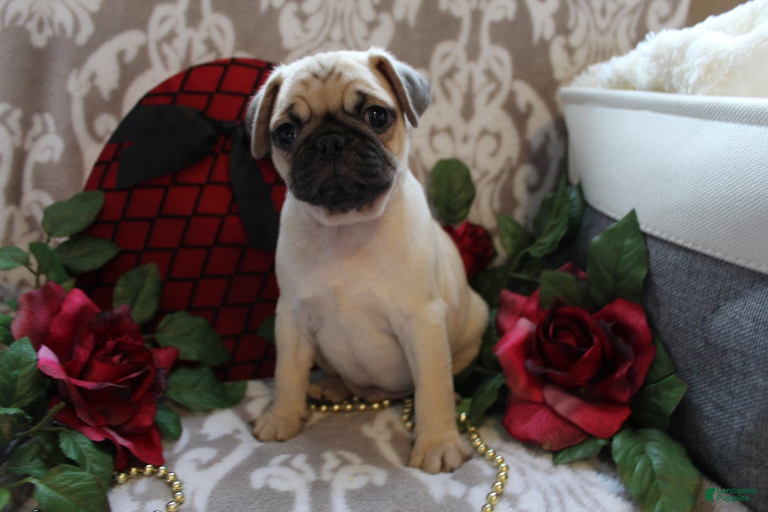 Pug dogs for sale: Casey - Ad 1