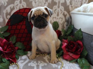 Pug dogs Casey - Ad 8