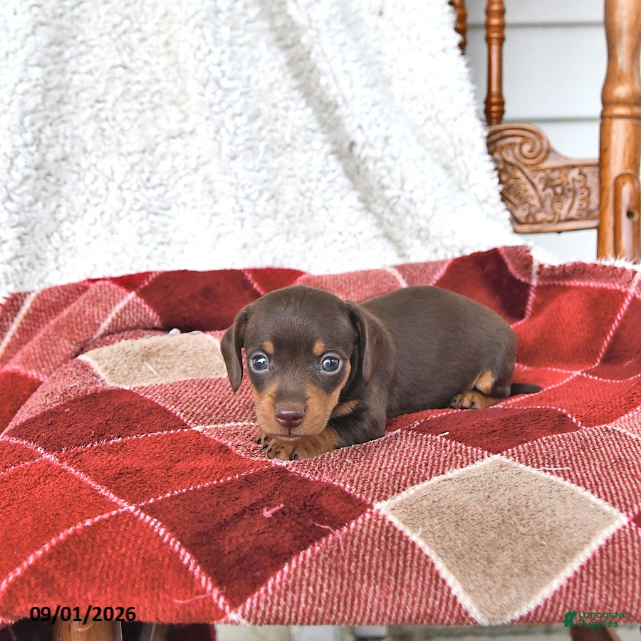 Miniature Dachshund dogs Jasper - Ad 2