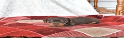 Miniature Dachshund dogs for sale: Jasper - Ad 2