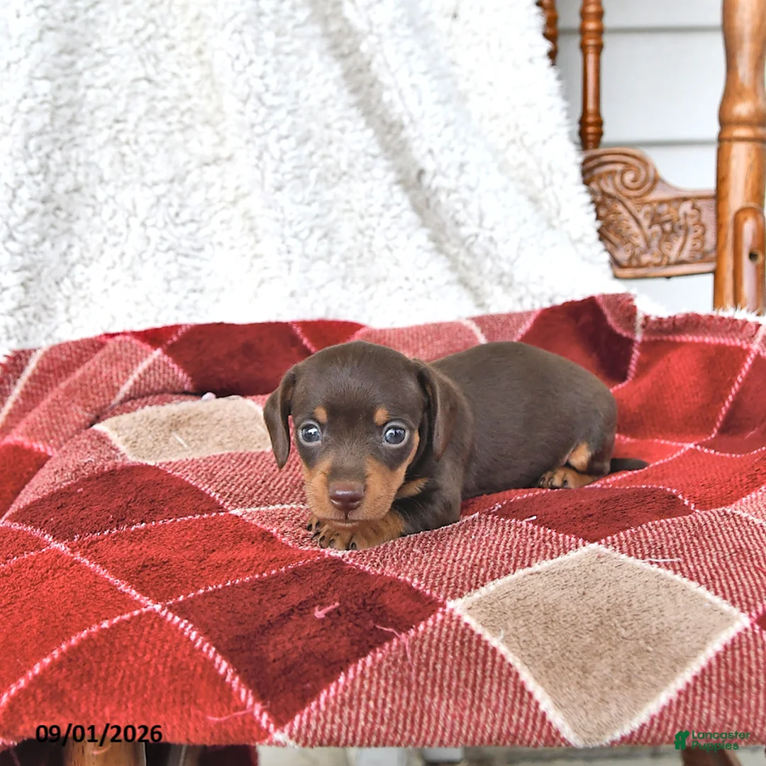 Miniature Dachshund dogs for sale: Jasper - Ad 2
