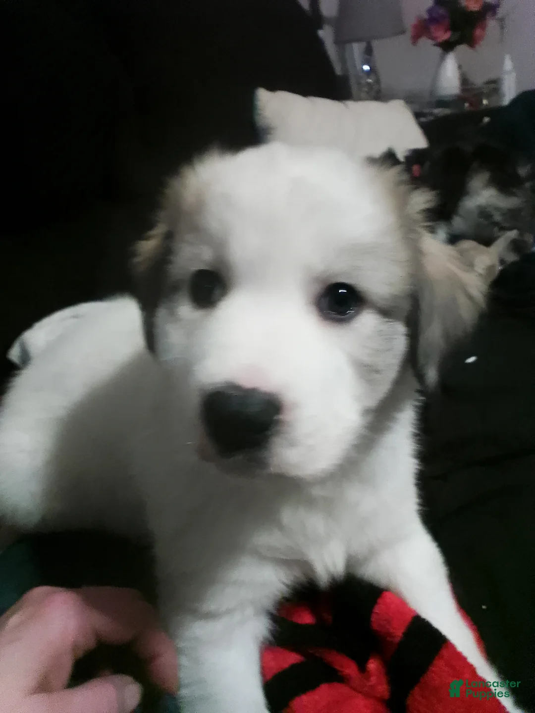 Mixed Breed dogs for sale: Buddy Boy  - Ad 1